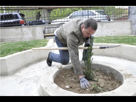 დედამიწის საერთაშორისო დღე