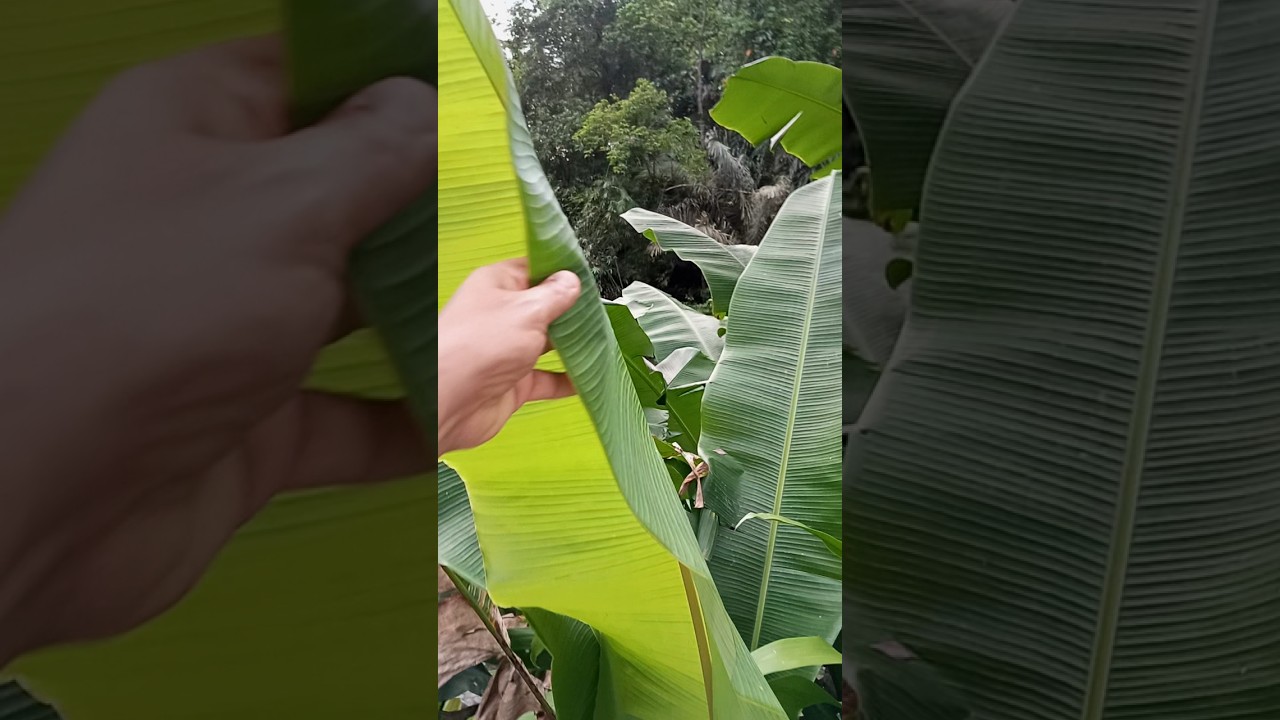 Территория отеля Royal Pita Maha. Бали. 