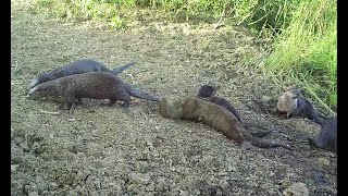 Fantastic River Otters