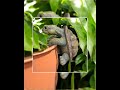 Turtle Tortoise Pot Planter Hanger Sitter Garden Ornament