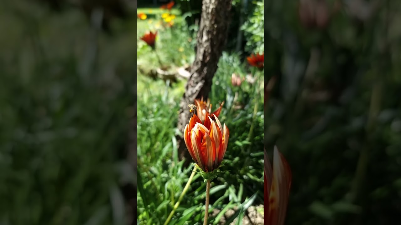 Flight of a Honeybee!