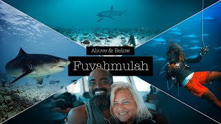 Above & Below Maldives - FUVAHMULAH // Tigersharks and more