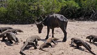 Tense moment of buffalo being surrounded by several Komodo dragons