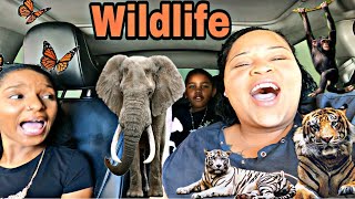 Being SURROUNDED By WILDLIFE Animals