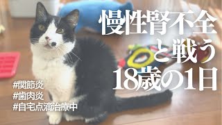 慢性腎不全を患う18歳猫の1日【闘病生活3年目】【赤ちゃんと猫】 by ちっちきチャンネル 1,113 views 1 year ago 10 minutes, 42 seconds