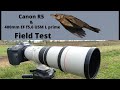Canon EOS R5 with Canon 400mm EF F5.6 USM L lens for birds- field test, Ibis, autofocus, handholding