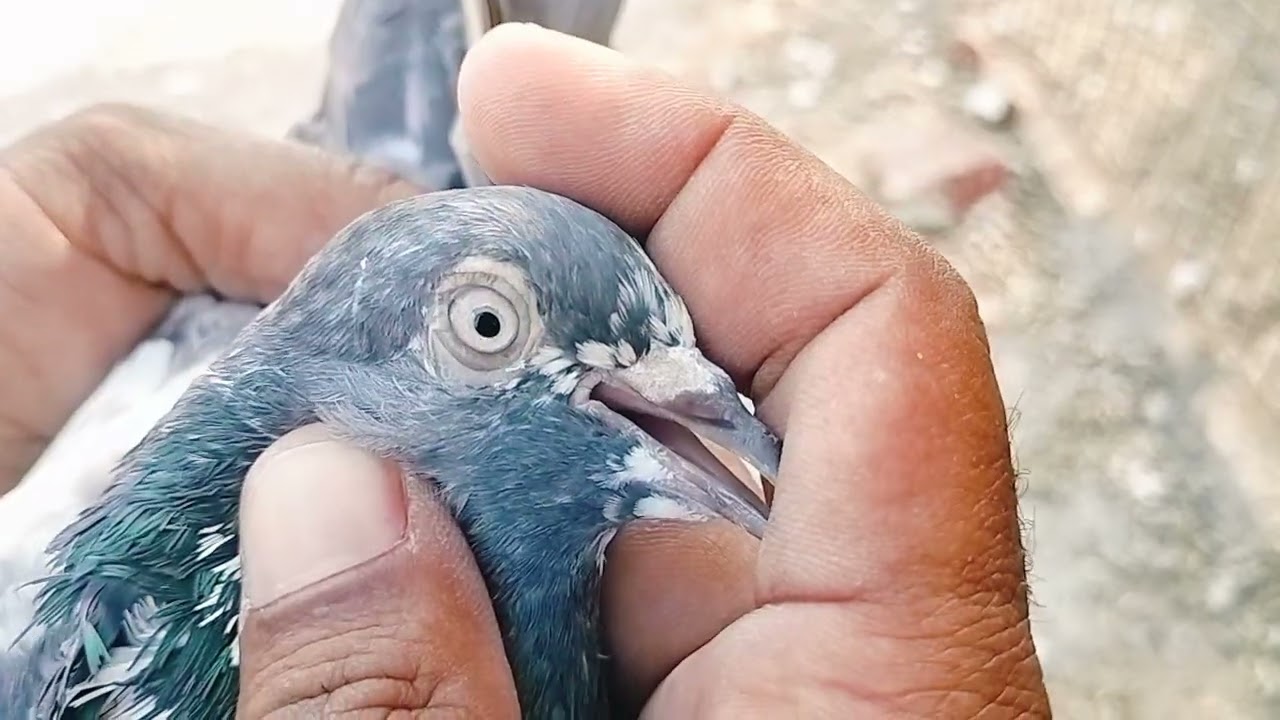 Bahar Nahin Nikalne Wale Kabutaron Ka Shauk 😜😱 !! Randhawa Pigeon lover 