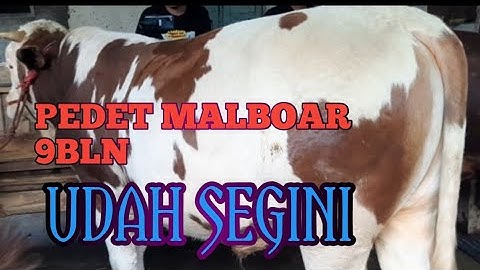 Pedet malboar Calon Kontestan jember selatan