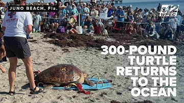 300-pound sea turtle makes triumphant return to the ocean after long recovery