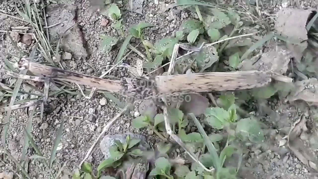 Belalang Langka & Unik 