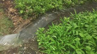 wayahe banyoni#sayur