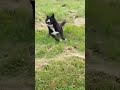 рџ Є Puppy Dog Shortvideo Animals Youtube Youtubeshorts Cute Nature 2025 Love Funny Play рџ Є Puppy Dog Shortvideo Animals Youtube Youtubeshorts Cute Nature 2025 Love Funny Play