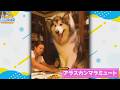 犬嫌いを犬好きにする犬達が可愛すぎたｗｗｗｗｗ