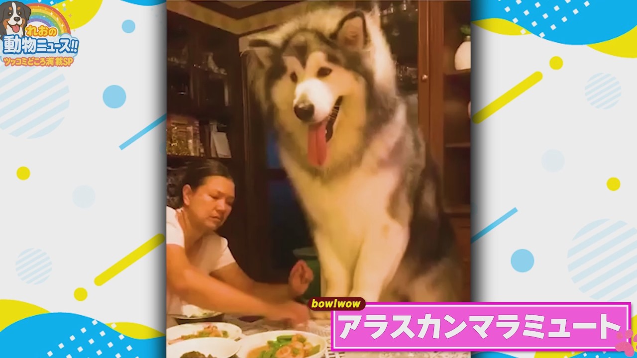 犬嫌いを犬好きにする犬達が可愛すぎたｗｗｗｗｗ