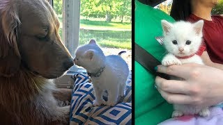 Deaf Kitten With Thumbs Found Love in Sweet Dog Who Raised Him Into the Cuddliest Cat. by NΞXTA 14,114 views 5 years ago 2 minutes, 8 seconds