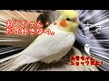 オカメインコのんたまは、お父ちゃんだけが好き💔 #パパ専