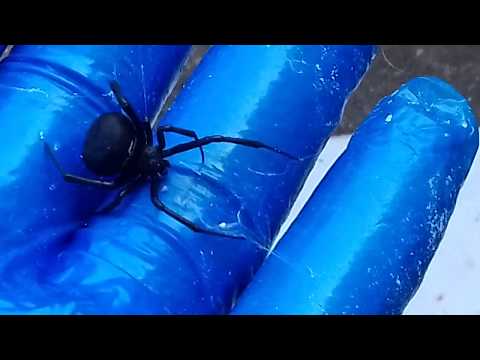 Βίντεο: Πώς να αναγνωρίσετε μια δηλητηριώδη αράχνη