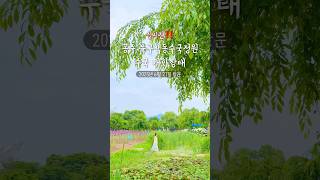 ‼️실시간 #공주 #수국축제 개화 상태 알려드림 #충남여행 #충남가볼만한곳 #공주여행 #공주가볼만한곳 #수국명소 #수국정원
