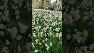 Daffodils #nature #spring #flowers #shorts
