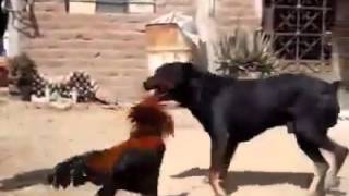 Dog And Cock Fight..