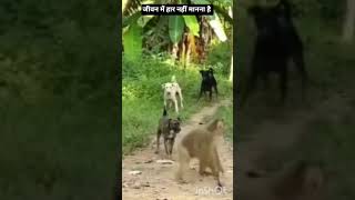 जीवन में हार नहीं मानना है/