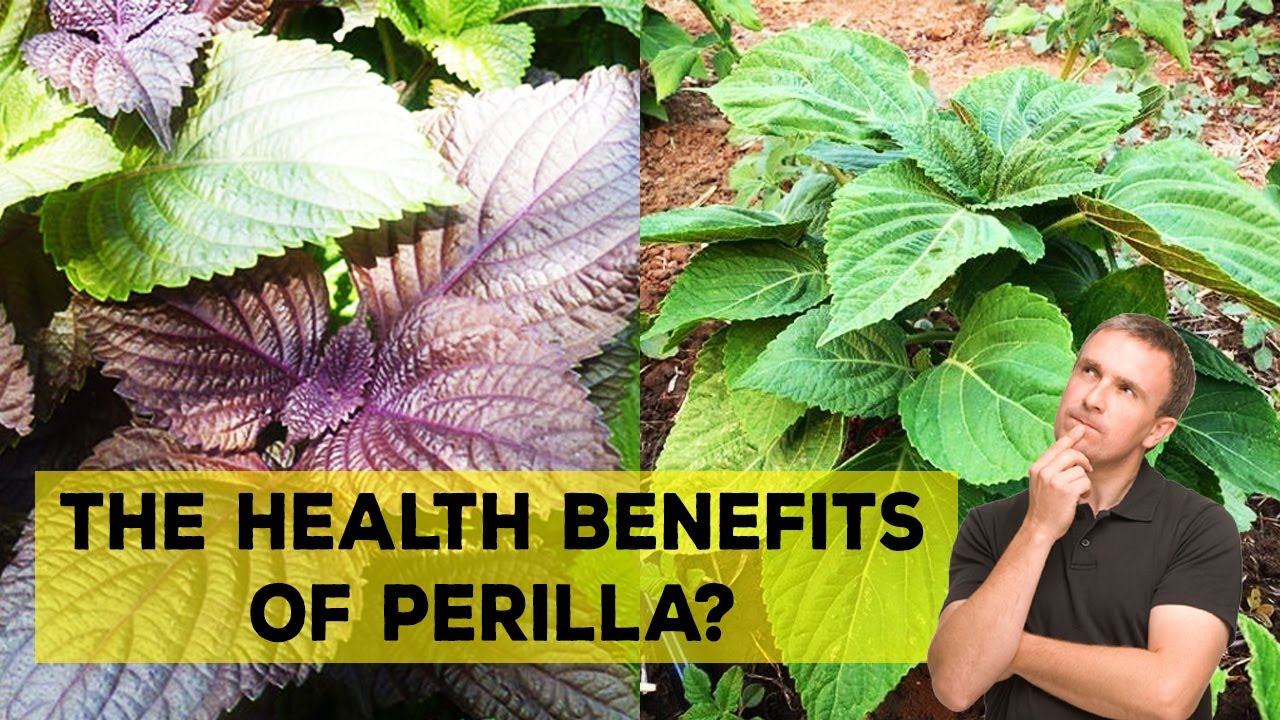 Benefits Of Perilla Leaves - What Are The Health Benefits Of Perilla? -  Youtube
