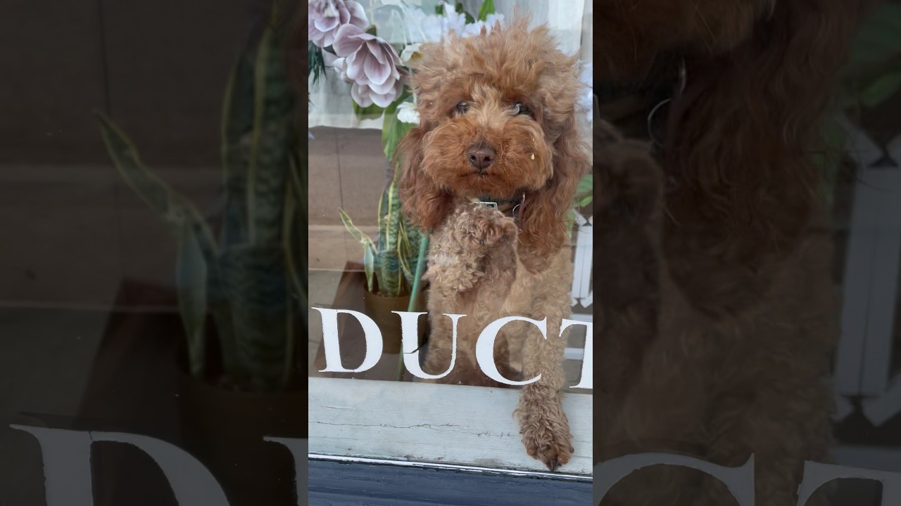 2 Cute Poodles #puddle #dog #puppy #pets #shorts