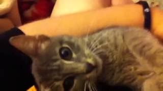 Miu Playing With Milk Duds