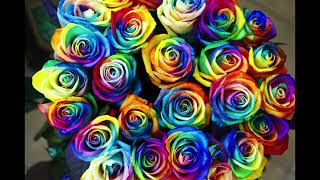 The Rose: Love, Spirituality and Eternal Beauty #BloomingHeart🌹❤️
