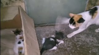 Mother Cat Rejected Her Own Kittens And Ran Away Mother Cat Rejected Her Own Kittens And Ran Away