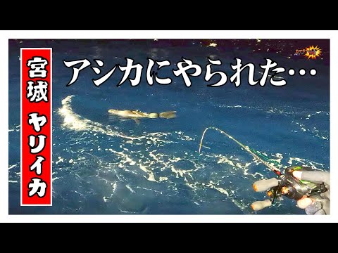 【宮城釣り】ヤリイカ釣りでアシカにフルボッコされました。【カマちゃんマンTV】-Vol.47-