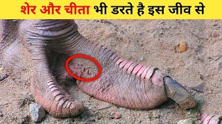 रेगिस्तान में पाए जाने वाले खतरनाक जीव   Dangerous creatures found in the desert