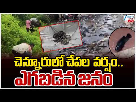 Fish Rain In Mancherial | Telangana | చెన్నూరులో చేపల  వర్షం..ఎగబడిన జనం | Zee Telugu News - ZEE24TELUGUNEWS