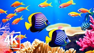 Aquarium 4K (ULTRA HD) - Dive into the Enchanting Underwater World With Peaceful Piano