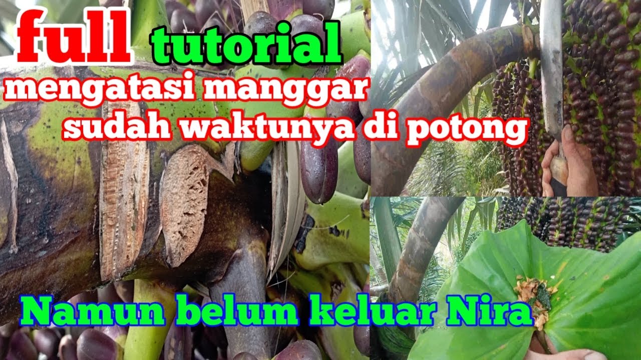 TUTORIAL Mengatasi Manggar Yang Sudah Cukup di Potong Namun Belum Keluar Nira