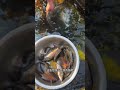 River fishing videos #foryouシ #river #fishing #nature #videoreelsシ