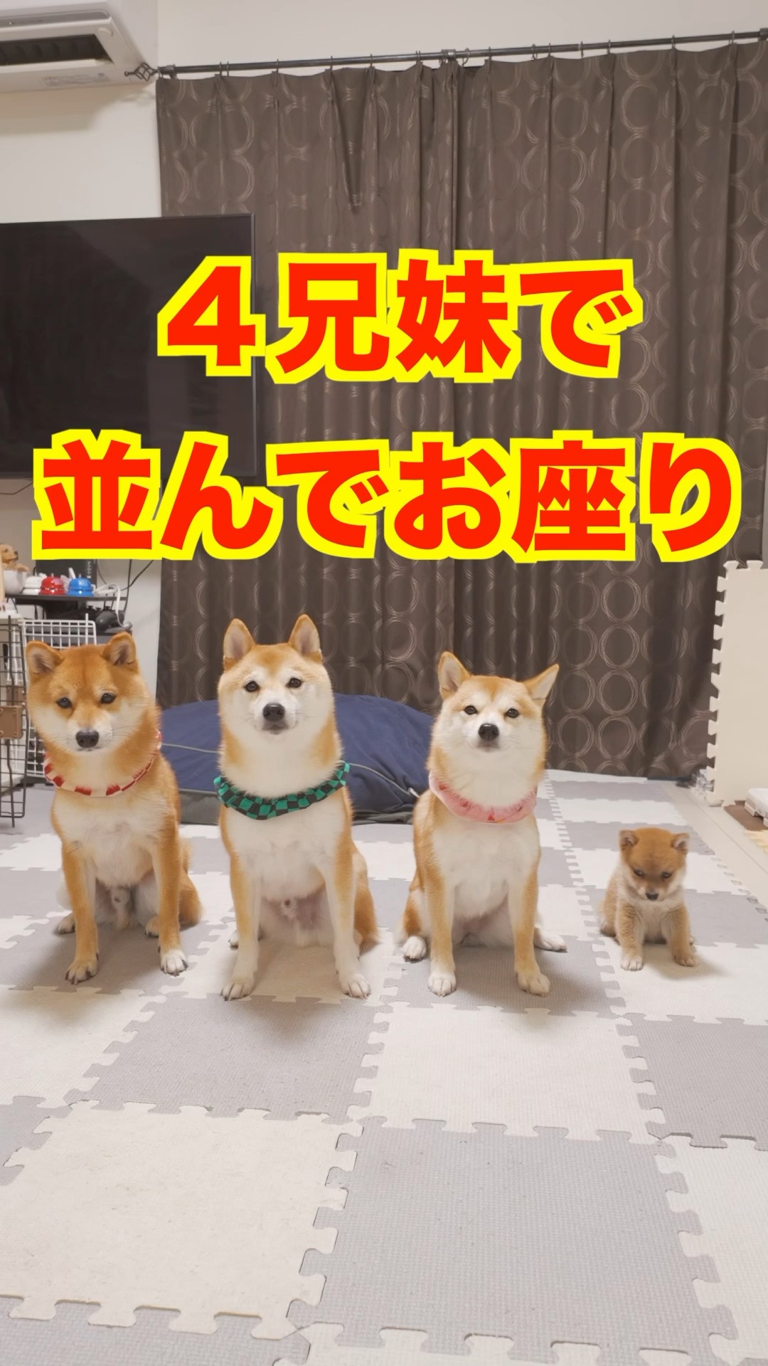 豆柴おもしろ4兄妹 - YouTube