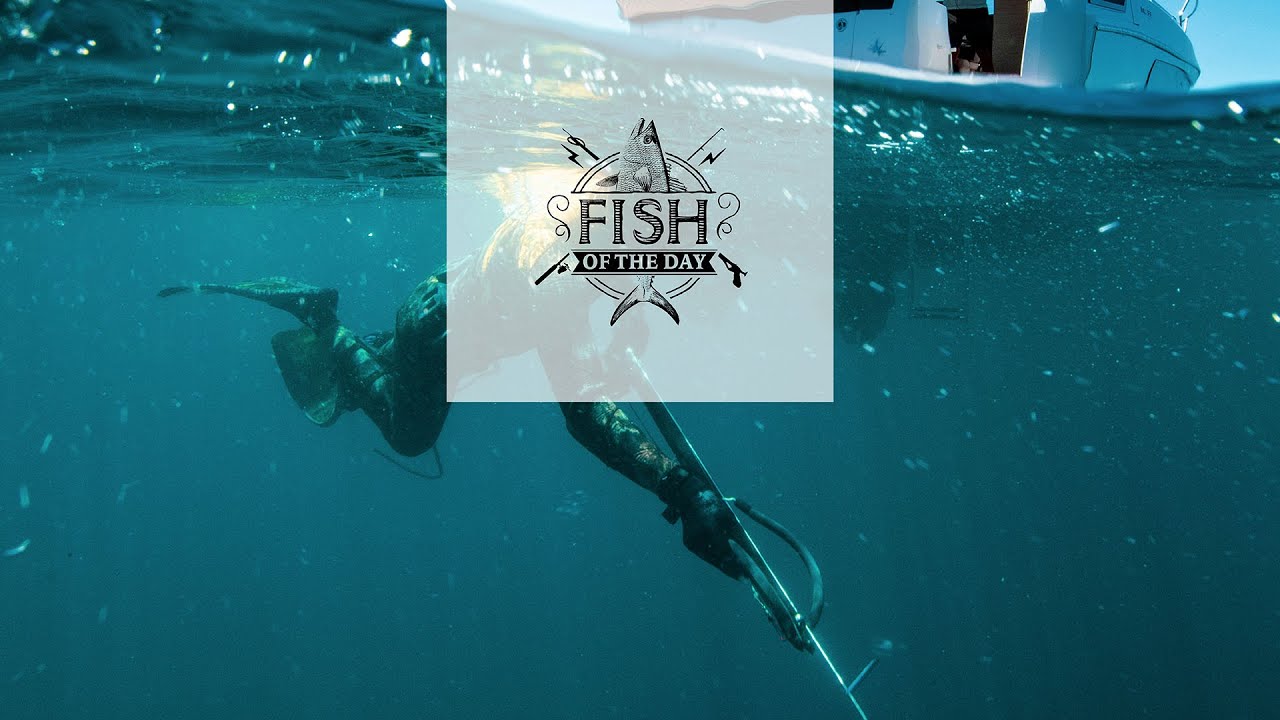 Fish of the Day I Saison 4. Épisode 2 – Quand les dauphins s’invitent au voyage