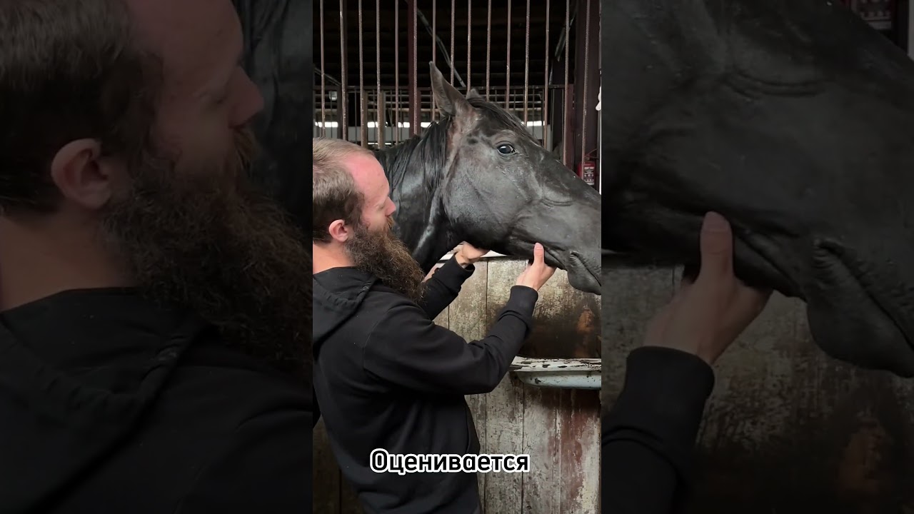Что такое «Расстояние под ганашами»? Выносливость лошади.