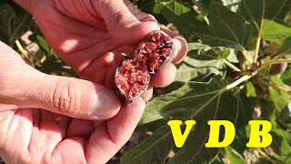 Violette de Bordeaux Figs | VDB Fig Tree