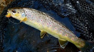 Wild Trout Fly Fishing Adventure: Conquering A Small River For Brown Trout!