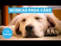 MÚSICAS PARA ACALMAR SEU CACHORRO (COMPROVADO!)