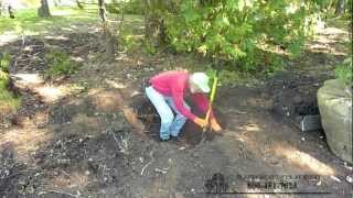 Planting B&B Tree Nursery Stock