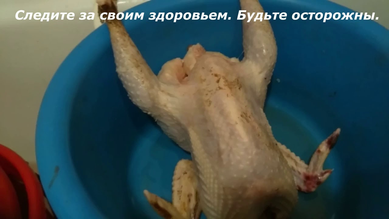 /Часть 4/ Кучинская Юбилейная.Прощание с породой Забойный возраст 1,3 месяца.Следите за свои здоров
