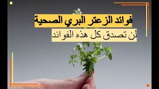 فوائد الزعتر البري الصحية، لن تصدق كل هذه الفوائد