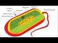 A/L - Biology - Bacteria Cell Structure
