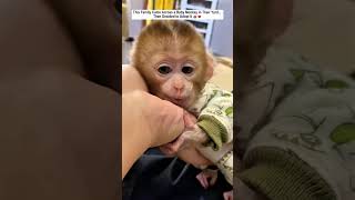This Family Came Across a Baby Monkey in Their Yard... Then Decided to Adopt It.