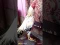 Dudiya Tajdar Java Aseel 🐔 Full Attitude Ka King #shorts #viral #aseelmurga