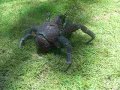 Coconut Crab Crab Spider Hawaii