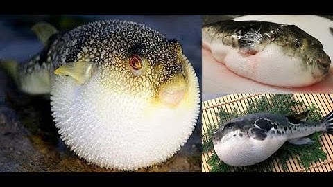 CÁCH CHẾ BIẾN CÁ NÓC ĐẶC SẢN LÀNG CHÀI